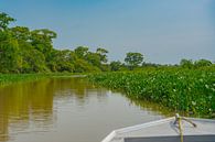Boot vaart in de wetlands van FlashFwd Media thumbnail