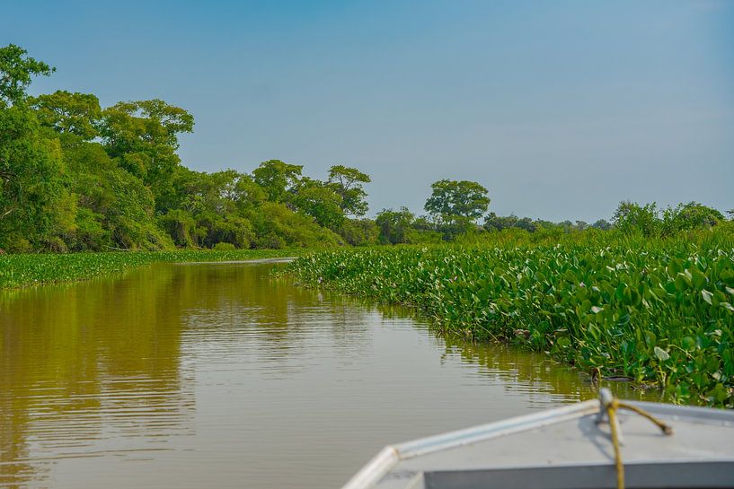 Boot vaart in de wetlands van FlashFwd Media