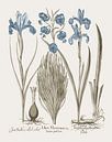 Basilius Besler-Iris und Lilie V von finemasterpiece Miniaturansicht