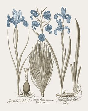 Basilius Besler-Iris en lelie V