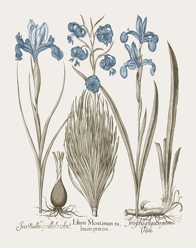 Basilius Besler-Iris en lelie V
