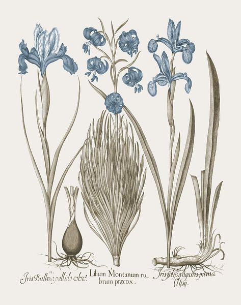 Basilius Besler-Iris and Lily V by finemasterpiece