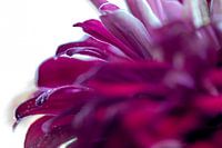 La splendeur colorée du zinnia