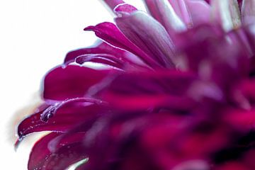 Colourful splendour of the Zinnia by Nicole Schmidt