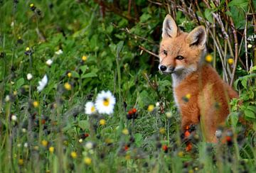 Un jeune renard dans un champ au printemps sur Claude Laprise