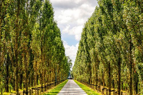 Weg tussen hoge bomen