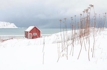 Rote Hütte am Meer von Nympha Van Blijswijk