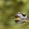 Bruine kikker (Rana Temporaria) , Common frog , Grass Frog , Grasfrosch , Grenouille rousse sur Art Wittingen