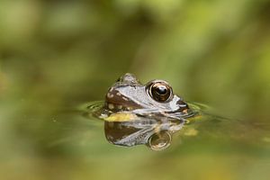 Bruine kikker (Rana Temporaria) , Common frog , Grass Frog , Grasfrosch , Grenouille rousse van Art Wittingen