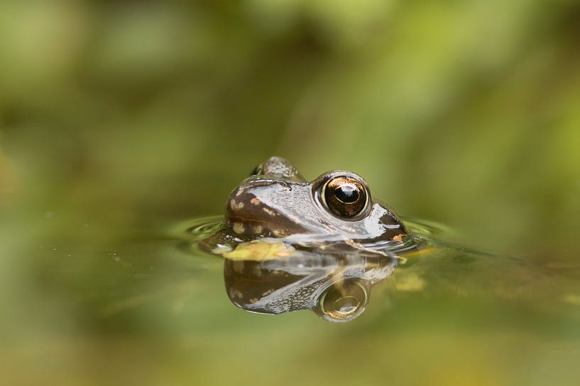 Bruine kikker (Rana Temporaria) , Common frog , Grass Frog , Grasfrosch , Grenouille rousse par Art Wittingen