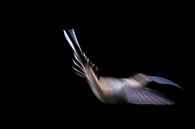 Hummingbird dance by Andius Teijgeler thumbnail
