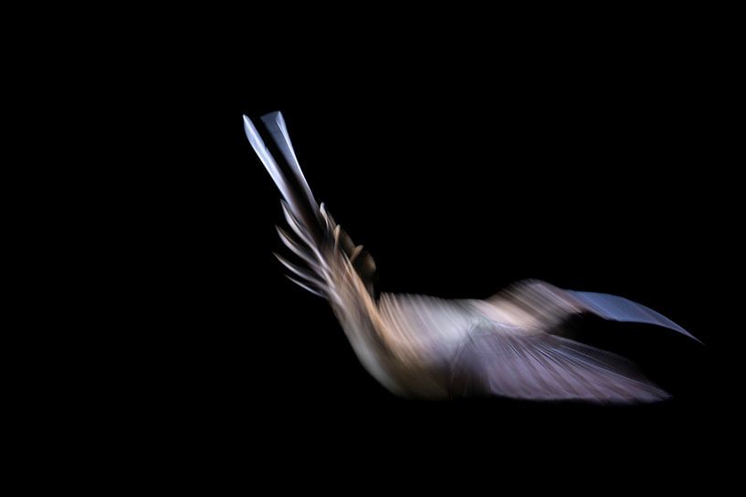 Hummingbird dance by Andius Teijgeler