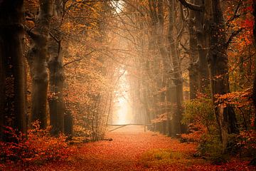 Boslaan in Beetsterzwaag in autumn colours by KB Design & Photography (Karen Brouwer)