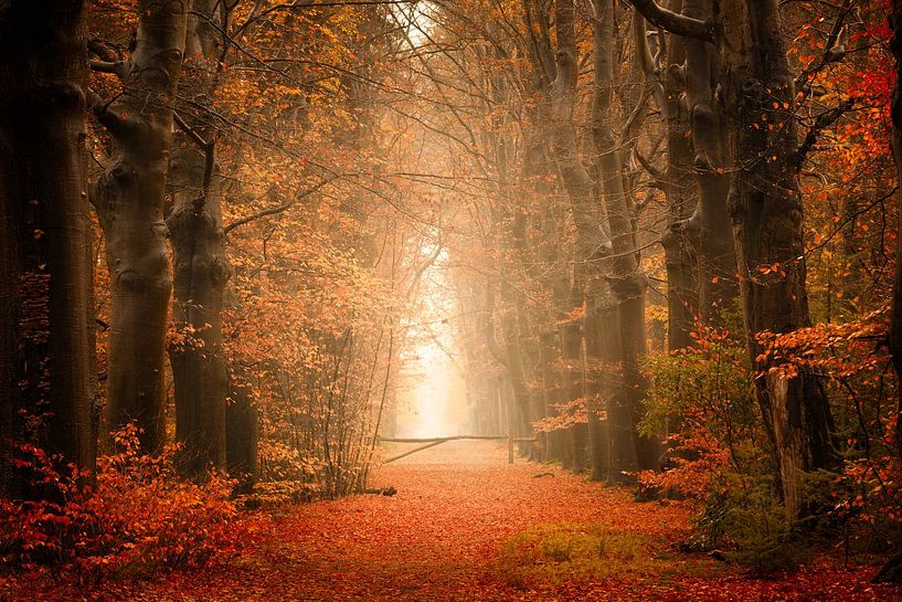 Boslaan in Beetsterzwaag in autumn colours by KB Design & Photography (Karen Brouwer)