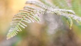 Sailing in autumn by Erwin Gorter