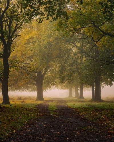 Wandelen naar de mist