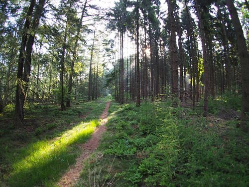 Soleil levant dans la forêt 6