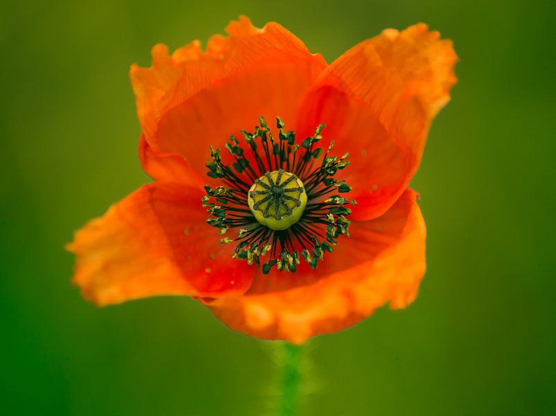 Coquelicot lumineux par Yvon van der Wijk