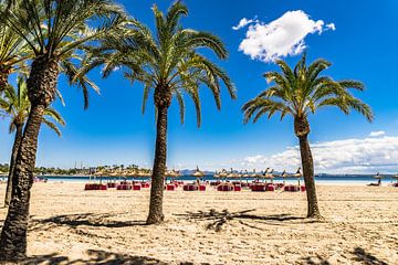 Platja de Alcudia beach with palm trees on Majorca island, by Alex Winter