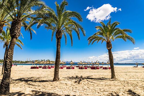 Platja de Alcudia strand met palmbomen op het eiland Mallorca,