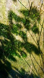 Zusammenfassung 9 von Anna Hiemstra