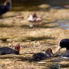 Meerkoet met jongen by b- Arthouse Fotografie