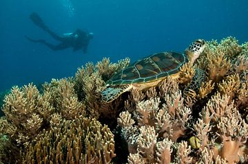 Zeeschildpad en een duiker van Ilan Ben Tov