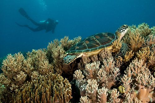 Sea Turtle and a diver