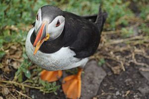Papageitaucher auf der Insel Skellig Michael in Irland