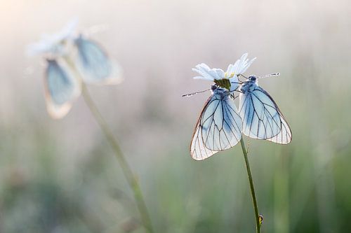 Groot geaderd witjes in het eerste ochtendlicht