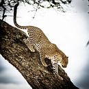 Leopard auf dem Baum von Leon van der Velden Miniaturansicht