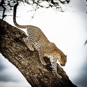 Léopard dans l'arbre sur Leon van der Velden