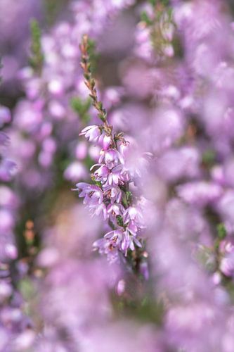 Zacht pastel roze heide op de Veluwe, Gelderland art print - boho lente natuur fotografie