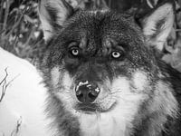 Wolf black and white in the snow