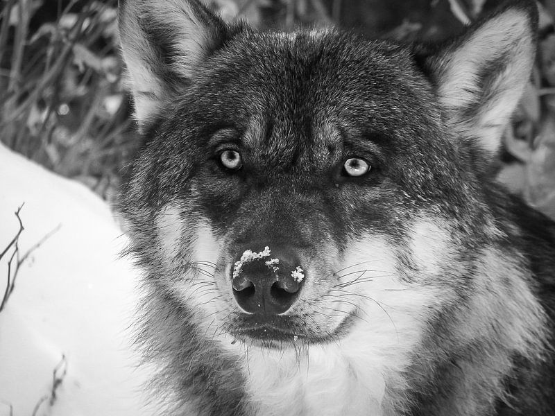 Wolf black and white in the snow by Marjoleine Roos
