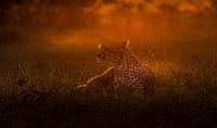 Sunrise at Masai Mara! van Robert Kok thumbnail