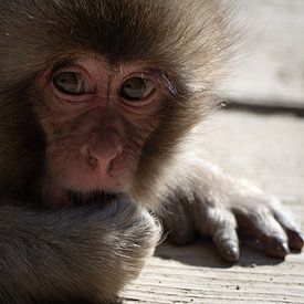 Japanese baby monkey by Mylène Amoureus