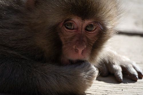 Japanese baby monkey