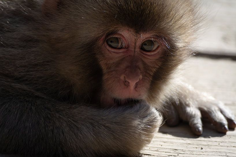 Japanese baby monkey by Mylène Amoureus