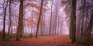 Forest path in the fog
