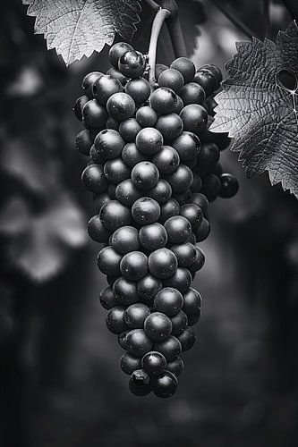 Zwart-witfoto van een tros druiven met bladeren