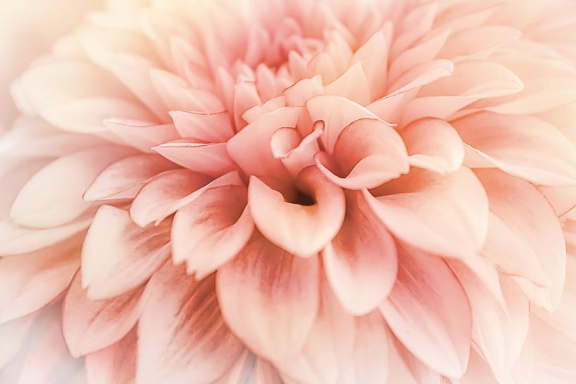 Still Life - Dahlia by Naomi van Mierlo