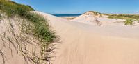 Dunes de la réserve de dunes de la Hollande du Nord, plage et mer du Nord, Bergen aan Zee, Hollande 