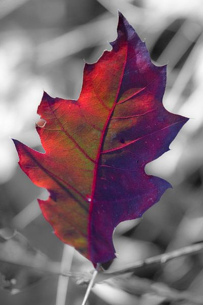 Paars rood blad met nerf tegen zwart wit achtergrond | Natuurfotografie, Abstract van Merlijn Arina Photography