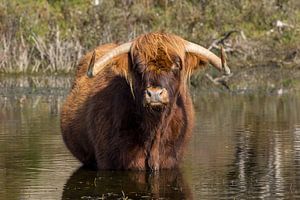 Ein Schtose Highlander steht in einem Pool.