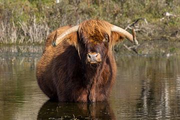 Een Schtose Hooglander staand in een poel. van Menno Schaefer