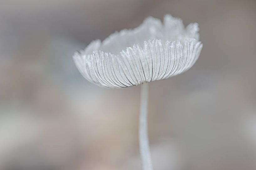 mushroom soft look by natascha verbij