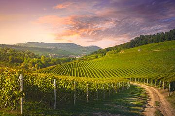 Langhe wijngaarden en een landelijke weg. Barolo, Italië van Stefano Orazzini