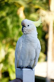 Australischer Kakadu von Hélène Vermeulen