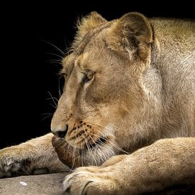 Lionne dégustant un morceau de viande sur Karin aan de muur